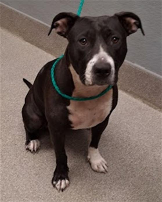 Shelter Stray Female Dog last seen Near BLOCK OF W CHICAGO AVE, 655 N Mojave Rd, Las Vegas, NV 89101, USA