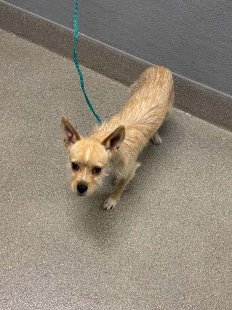 Shelter Stray Male Dog last seen Near BLOCK E LAKE MEAD BLVD, LAS VEGAS NV 89156, 655 N Mojave Rd, Las Vegas, NV 89101, USA