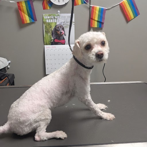 Shelter Stray Female Dog last seen Near BLK OF LOSEE, 655 N Mojave Rd, Las Vegas, NV 89101, USA