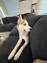Found/Stray Male Dog last seen Neighborhood behind Texas Roadhouse , North Las Vegas, NV 89081