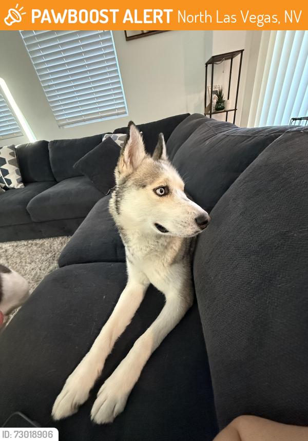 Found/Stray Male Dog last seen Neighborhood behind Texas Roadhouse , North Las Vegas, NV 89081