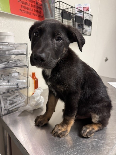 Shelter Stray Male Dog last seen Near BLOCK NILES ST, BAKERSFIELD CA 93306, 3951 Fruitvale Ave, Bakersfield, CA 93308, USA