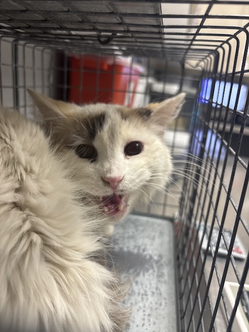 Shelter Stray Female Cat last seen Near BLOCK WARHAWK AVE, LAS VEGAS NV 89115, 655 N Mojave Rd, Las Vegas, NV 89101, USA