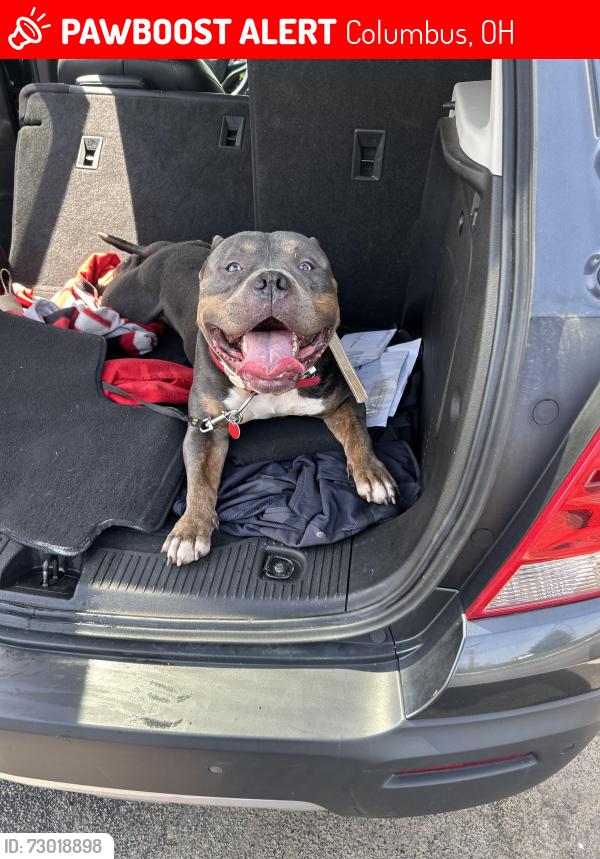 Lost Male Dog last seen Taylor ave osu east, Columbus, OH 43203