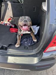 Lost Male Dog last seen Taylor ave osu east, Columbus, OH 43203