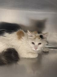 Shelter Stray Female Cat last seen Near BLOCK WARHAWK AVE, LAS VEGAS NV 89115, 655 N Mojave Rd, Las Vegas, NV 89101, USA