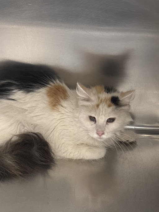 Shelter Stray Female Cat last seen Near BLOCK WARHAWK AVE, LAS VEGAS NV 89115, 655 N Mojave Rd, Las Vegas, NV 89101, USA
