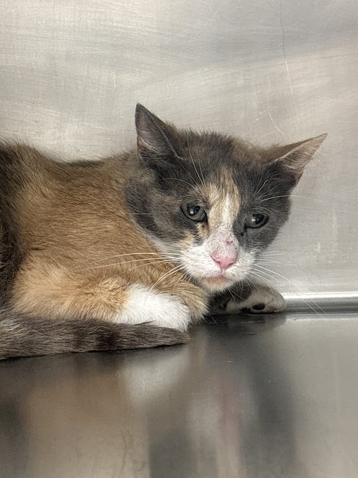 Shelter Stray Female Cat last seen Near BLOCK PEAK VILLA AVE, NORTH LAS VEGAS NV 89031, 655 N Mojave Rd, Las Vegas, NV 89101, USA