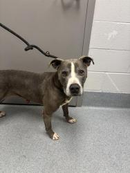 Shelter Stray Male Dog last seen Near, 2600 S Harding St, Indianapolis, IN 46221, USA