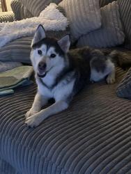 Lost Female Dog last seen Near Mission Inn Ave Riverside , Riverside, CA 92501