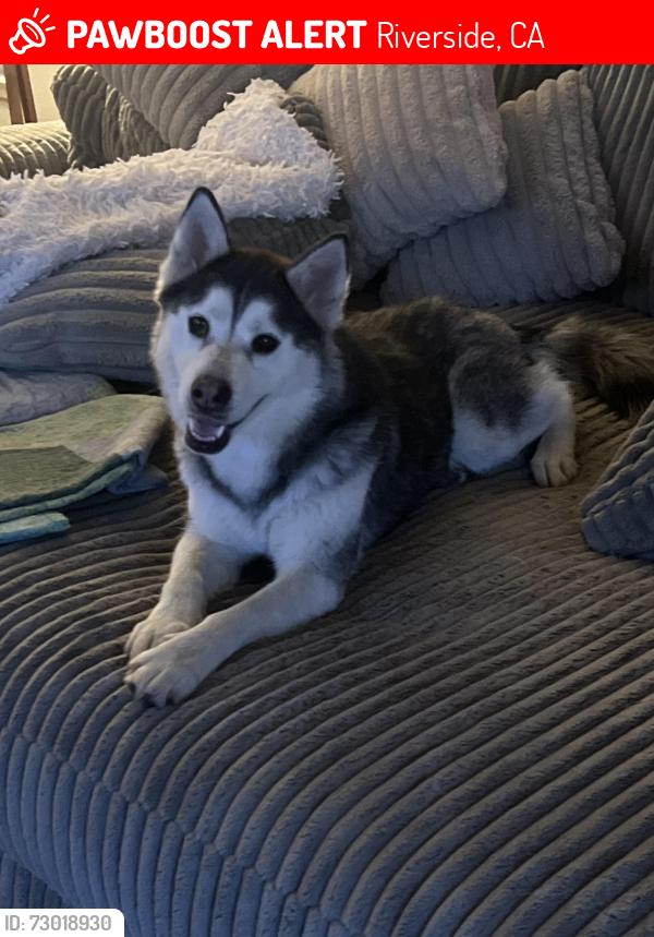 Lost Female Dog last seen Near Mission Inn Ave Riverside , Riverside, CA 92501