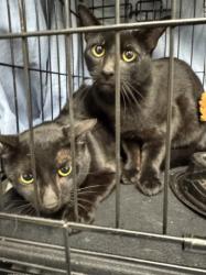 Shelter Stray Unknown Cat last seen , 3201 Lacy St, Los Angeles, CA 90031, USA