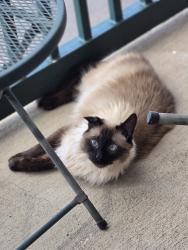 Lost Male Cat last seen Saddlebrooke neighborhood area, Louisville, CO 80027
