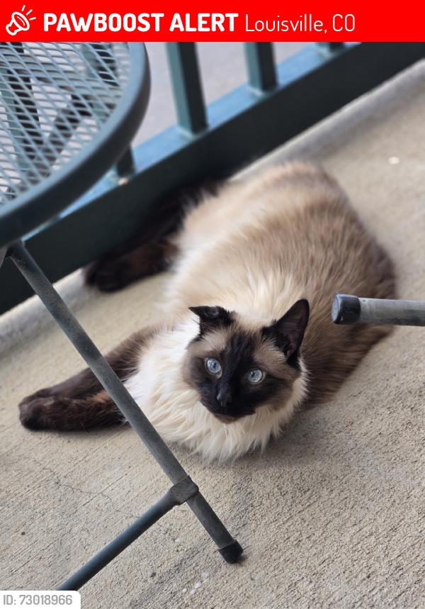 Lost Male Cat last seen Saddlebrooke neighborhood area, Louisville, CO 80027