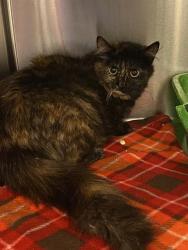 Shelter Stray Female Cat last seen Near BLOCK W 3300, 4522 W 3500 S, West Valley City, UT 84120, USA