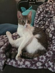Found/Stray Female Cat last seen Bayo Vista and El Dorado, Oakland, CA 94611