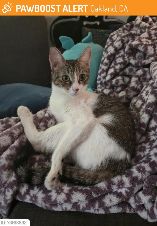 Rehomed Female Cat last seen Bayo Vista and El Dorado, Oakland, CA 94611