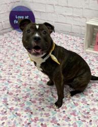 Shelter Stray Male Dog last seen Near BLOCK GRATIOT AVE, DETROIT MI 48213, 7401 Chrysler Dr, Detroit, MI 48211, USA