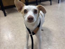 Shelter Stray Female Dog last seen , 957 N Gaffey St, San Pedro, CA 90731, USA