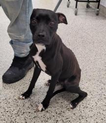 Shelter Stray Female Dog last seen Near BLOCK SAINT AUBIN ST, DETROIT MI 48211, 7401 Chrysler Dr, Detroit, MI 48211, USA