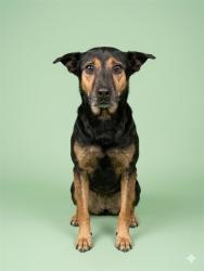 Shelter Stray Female Dog last seen Near BLOCK GRAN BAY PKWY APT 111, 2020 Forest St, Jacksonville, FL 32204, USA