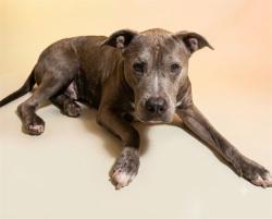 Shelter Stray Male Dog last seen MYRA ST, 2020 Forest St, Jacksonville, FL 32204, USA