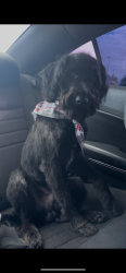 Lost Male Dog last seen 98th & Quincy Ave, Lubbock, TX 79424