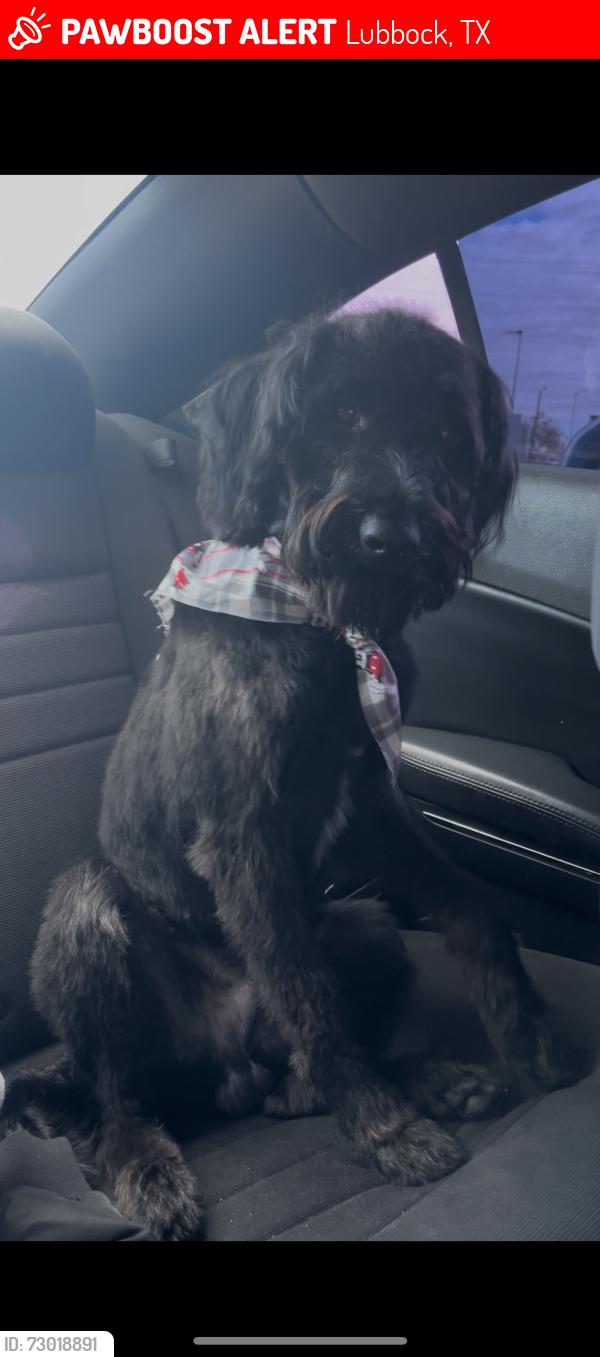 Lost Male Dog last seen 98th & Quincy Ave, Lubbock, TX 79424