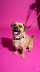 Shelter Stray Male Dog last seen TYLER ST, 2020 Forest St, Jacksonville, FL 32204, USA