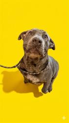 Shelter Stray Male Dog last seen WESTSIDE NEAR I10, 2020 Forest St, Jacksonville, FL 32204, USA