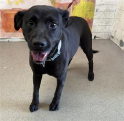 Shelter Stray Female Dog last seen HOADLY X FDREMONT, 333 Chandler Pl, San Bernardino, CA 92408, USA