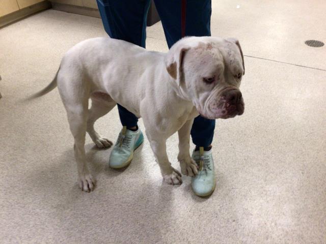 Shelter Stray Female Dog last seen Near BLOCK CITRUSMOON CT, RIVERSIDE, CA, 6851 Van Buren Boulevard, Jurupa Valley, CA 92509, USA