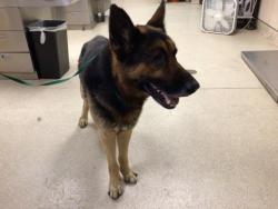 Shelter Stray Male Dog last seen Near BLOCK LA CIOTAT WAY, RIVERSIDE, CA, 6851 Van Buren Boulevard, Jurupa Valley, CA 92509, USA