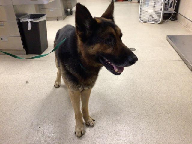 Shelter Stray Male Dog last seen Near BLOCK LA CIOTAT WAY, RIVERSIDE, CA, 6851 Van Buren Boulevard, Jurupa Valley, CA 92509, USA