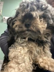 Shelter Stray Male Dog last seen Near BLOCK MAYBERRY AVE, HEMET, CA, San Jacinto, CA 92582, USA