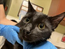 Shelter Stray Male Cat last seen HAWTHORNE PROPERTIES, 1601 Eubanks Rd, Chapel Hill, NC 27516, USA