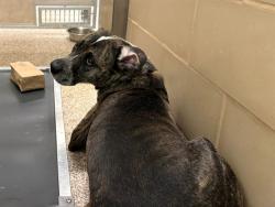 Shelter Stray Female Dog last seen Near BLOCK E 4TH ST, PUEBLO CO 81001, 4600 Eagleridge Pl, Pueblo, CO 81008, USA
