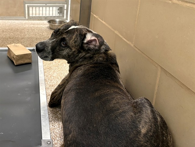 Shelter Stray Female Dog last seen Near BLOCK E 4TH ST, PUEBLO CO 81001, 4600 Eagleridge Pl, Pueblo, CO 81008, USA