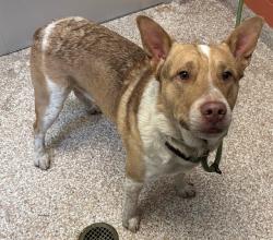 Shelter Stray Male Dog last seen Near BLOCK E 4TH ST, PUEBLO CO 81001, 4600 Eagleridge Pl, Pueblo, CO 81008, USA