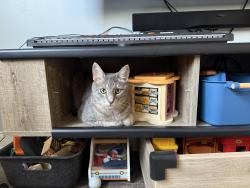 Lost Male Cat last seen Nelson Ledge Rd close to 422. , Nelson Ledge Rd, OH 44231