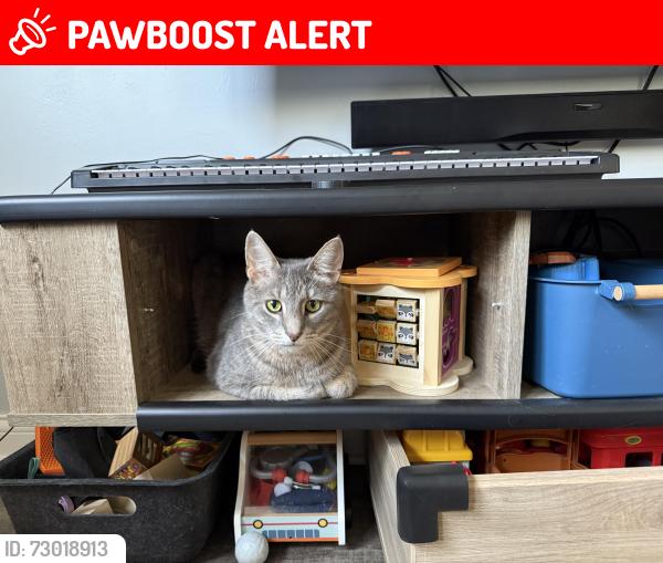Lost Male Cat last seen Nelson Ledge Rd close to 422. , Nelson Ledge Rd, OH 44231