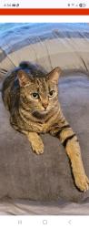 Lost Female Cat last seen Devon & New York, Indianapolis, IN 46219
