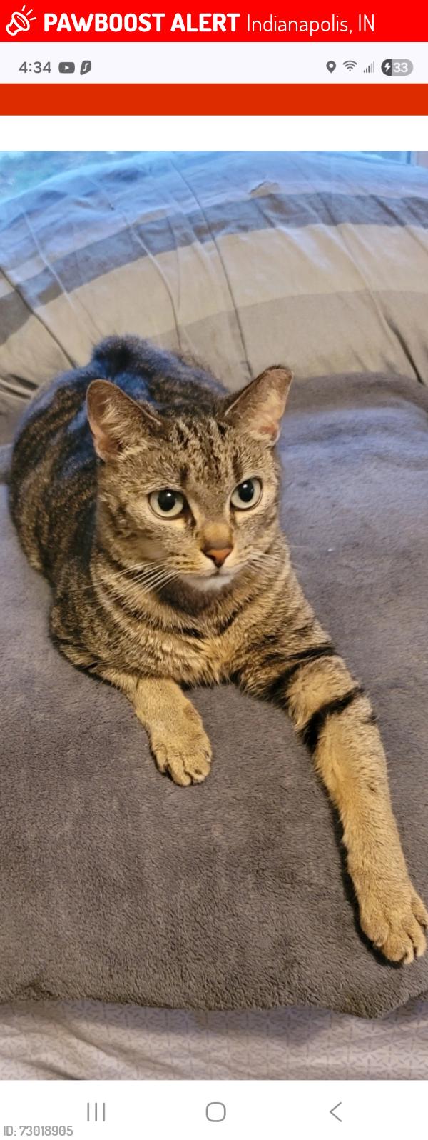 Lost Female Cat last seen Devon & New York, Indianapolis, IN 46219