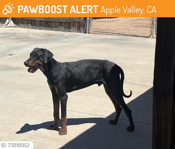 Found/Stray Male Dog last seen Ottawa, Apple Valley, CA 92308