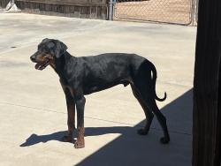 Found/Stray Male Dog last seen Ottawa, Apple Valley, CA 92308
