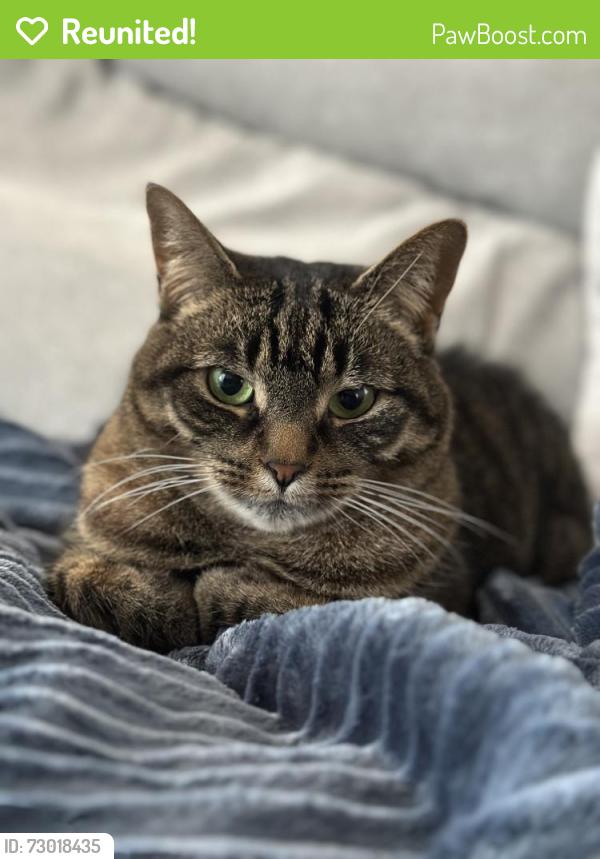 Reunited Female Cat last seen Near carratuck st, East Gwillimbury, ON L9N 0L6