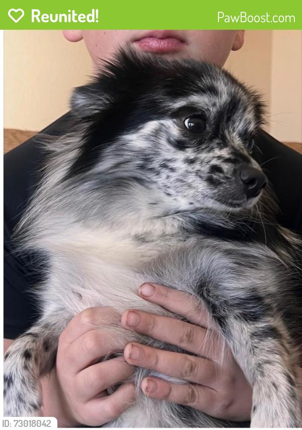 Reunited Female Dog last seen Near Saddle Trail, Allen, TX 75002, USA, Allen, TX 75002