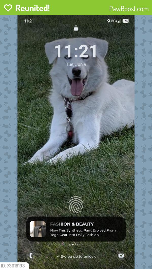 Reunited Female Dog last seen Mckanna and Vandyke, Minooka, IL 60447