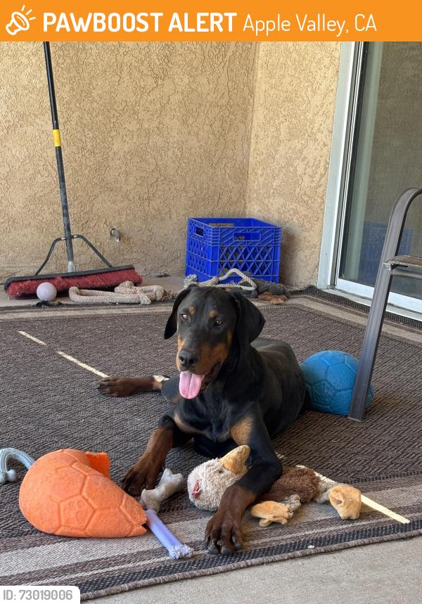 Found/Stray Male Dog last seen Ottawa /Mesquite, Apple Valley, CA 92395
