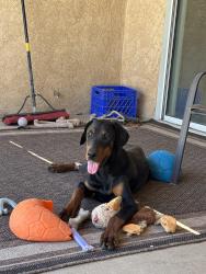 Found/Stray Male Dog last seen Ottawa /Mesquite, Apple Valley, CA 92395